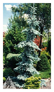 PICEA pungens 'Pendula'-